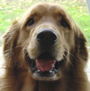 Jack the Dog